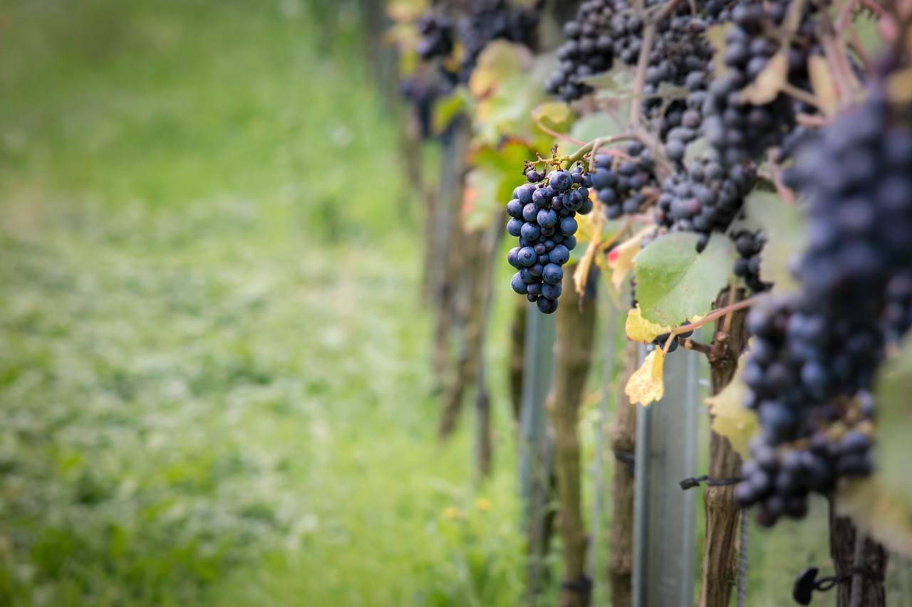 Atelier-Cépage de 2h00 : Le pinot noir dans tous ses états au Restaurant Sama